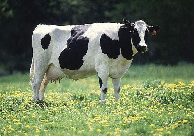 dairy cow
